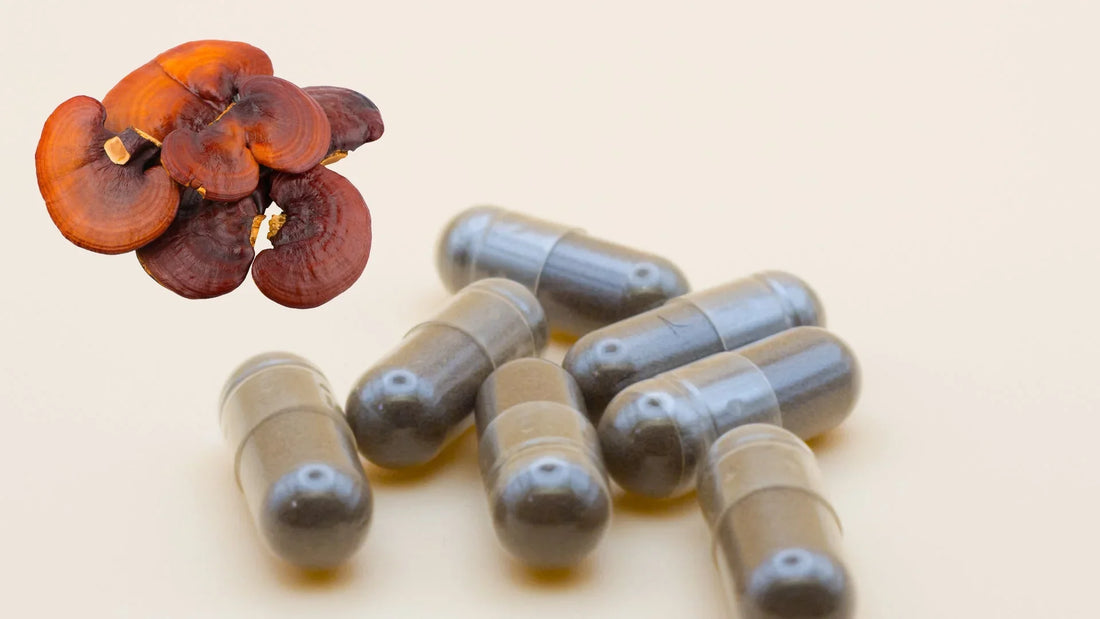 Comprar Reishi Calidad