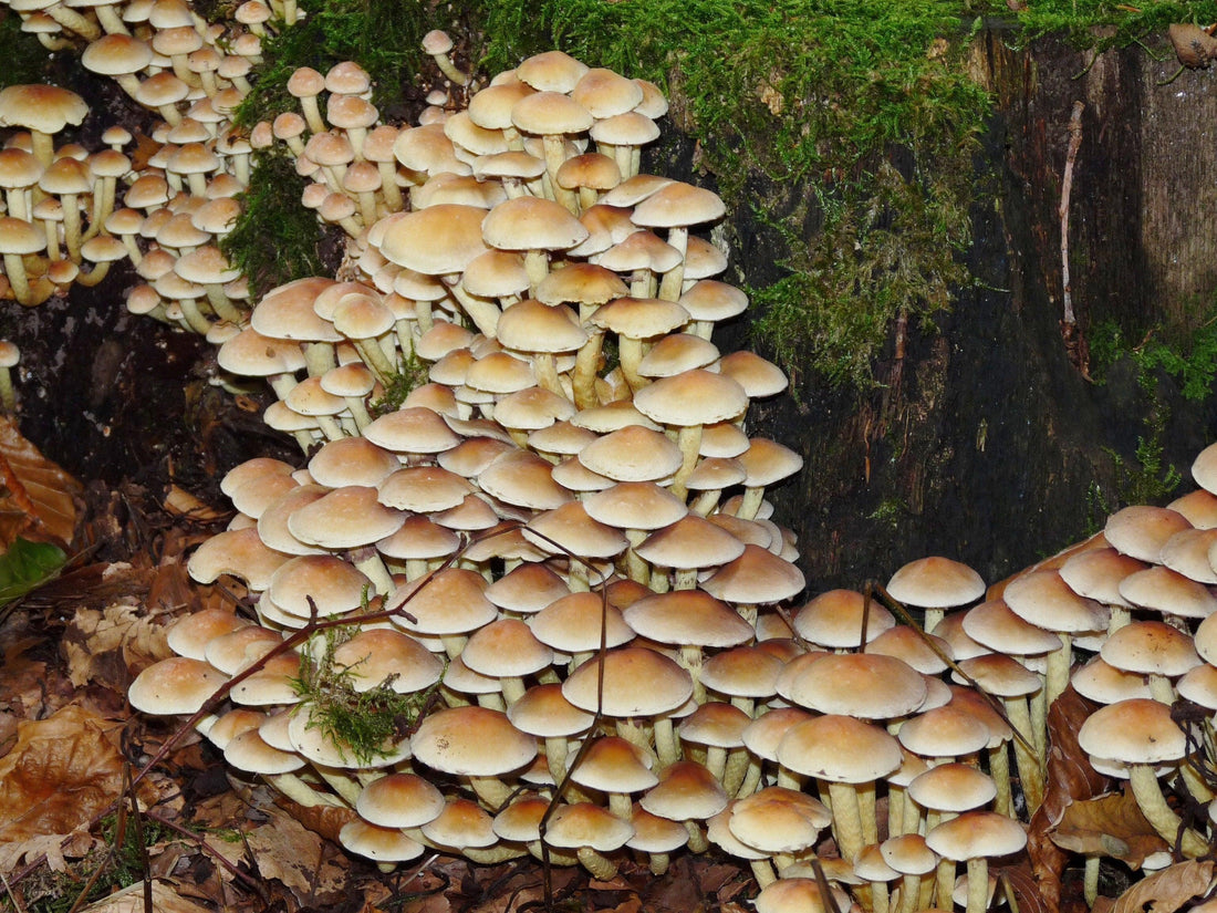 Beta-glucanos en el reino Fungi - NUALAT