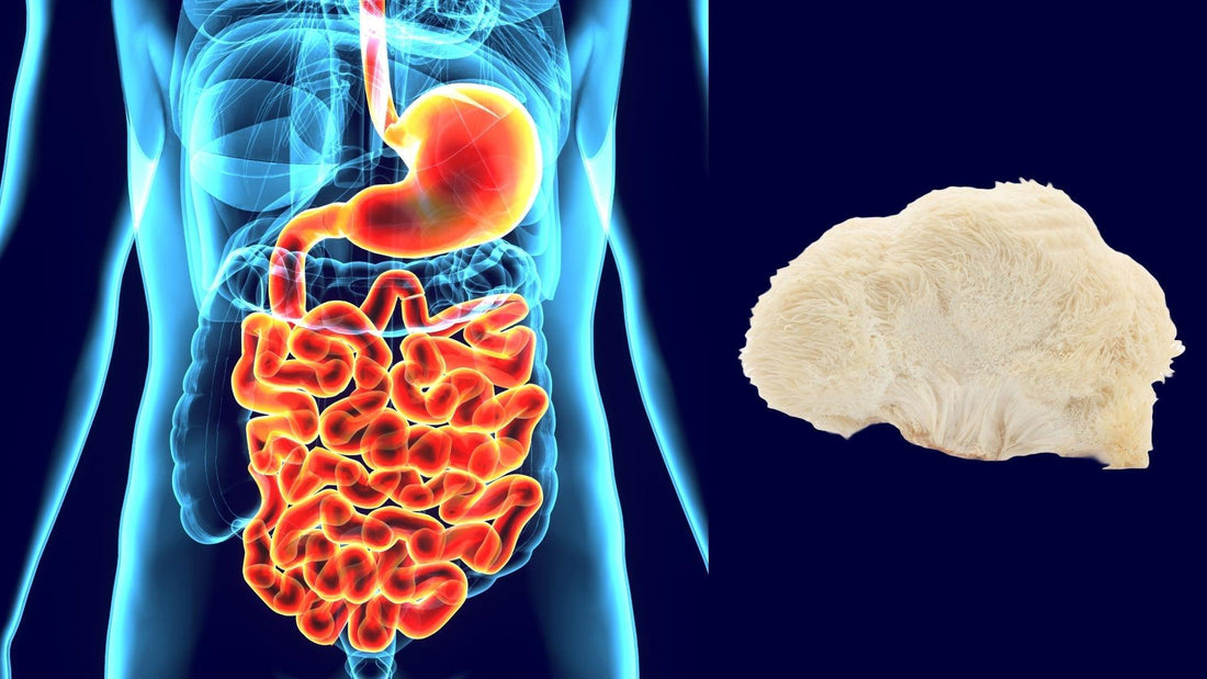 Melena de León y su Impacto en la Salud Digestiva: Evidencia Científica y Beneficios - NUALAT