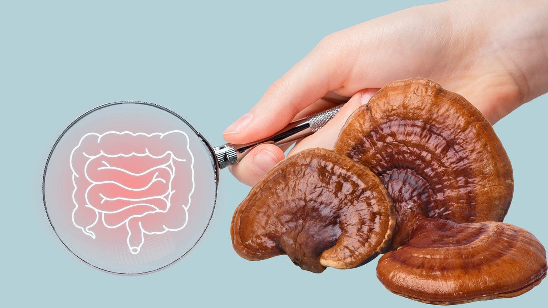Estudio: Reishi Un posible Aliado en el Tratamiento de la enfermedad de Crohn - NUALAT