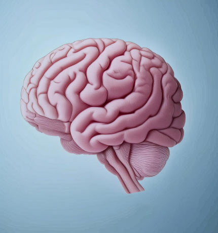 Representación del cerebro para ilustrar los efectos del extracto de Melena de León sobre la memoria y la concentración.