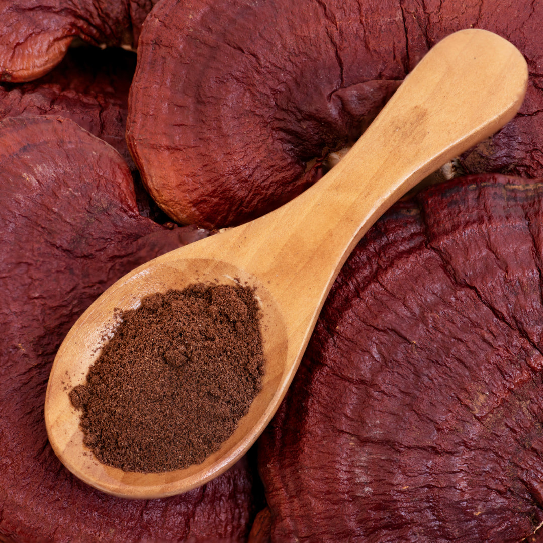Cuchara con extracto de Reishi en polvo sobre hongos Reishi secos, ingrediente natural utilizado en los suplementos NUALAT.