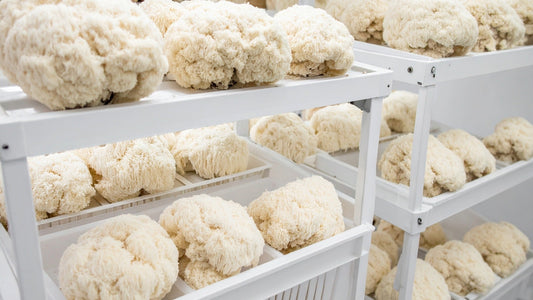 Melena de León de Calidad, guia