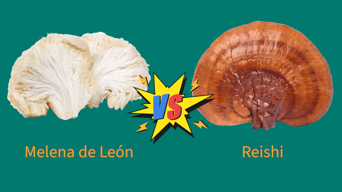 Comparativa entre Melena de León y Reishi: ¿Cuál es mejor para ti? - NUALAT