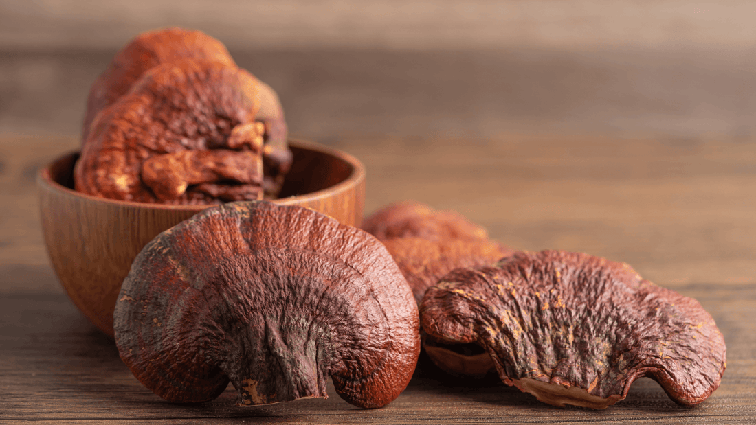 Ganoderma Lucidum (Reishi): Propiedades y aplicaciones para la salud - NUALAT