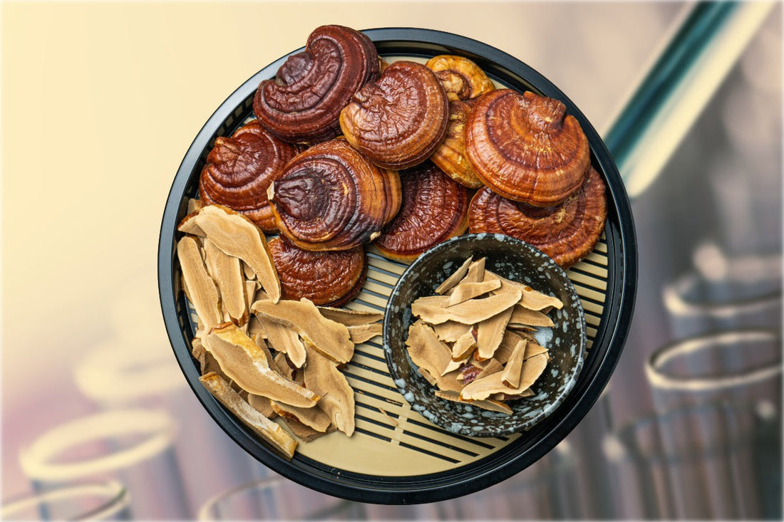 Comprar Reishi en España