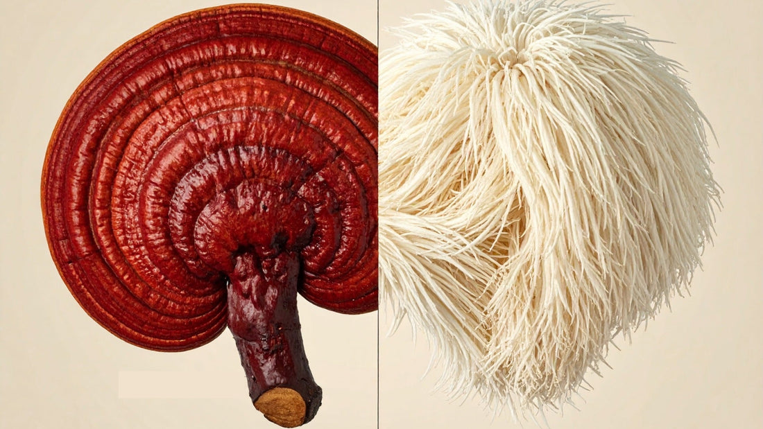 Reishi vs Melena De León