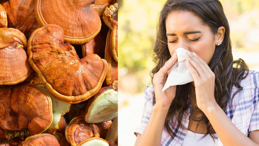 Reishi Ganoderma y Alergias