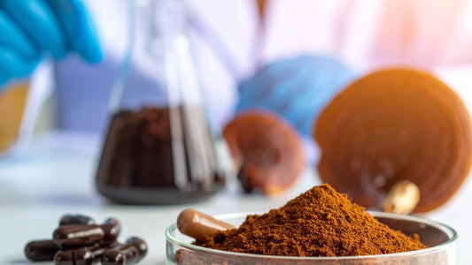 Reishi en Cápsulas de calidad